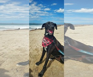 Everest (female) - Female Labrador Retriever-Unknown Mix Dog for Adoption - Photo #7