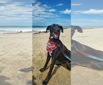 Small Photo #7 Labrador Retriever-Unknown Mix Puppy For Sale in San Diego, CA, USA