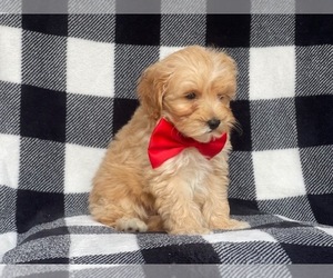 Poodle (Miniature)-Shorkie Tzu Mix Puppy for sale in LAKELAND, FL, USA