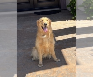 Father of the Golden Retriever puppies born on 03/21/2023