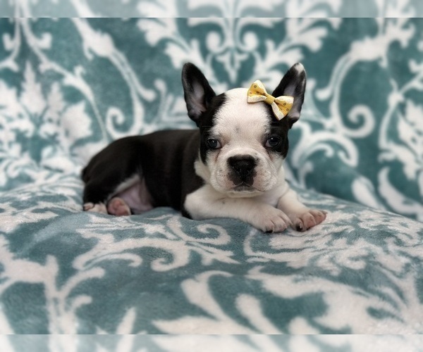 Medium Photo #8 Faux Frenchbo Bulldog Puppy For Sale in LAKELAND, FL, USA