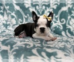 Small Photo #8 Faux Frenchbo Bulldog Puppy For Sale in LAKELAND, FL, USA