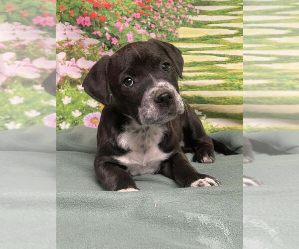 Medium Photo #2 American Staffordshire Terrier-Unknown Mix Puppy For Sale in Lakewood, CO, USA