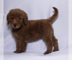 Goldendoodle-Poodle (Standard) Mix Puppy for sale in HIALEAH, FL, USA