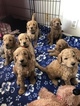 Small Photo #7 Goldendoodle Puppy For Sale in LOS ALAMITOS, CA, USA