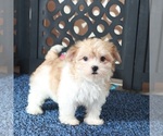 Small #3 Havanese