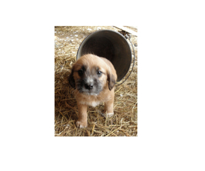 Bea-Tzu Puppy for sale in BUCKLIN, MO, USA