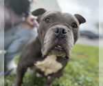 Small #3 Bulldog Mix