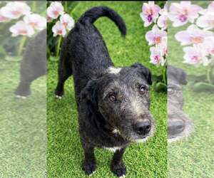 Labrador Retriever-Unknown Mix Dogs for adoption in Phoenix, AZ, USA