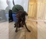 Small #5 Boykin Spaniel-Whippet Mix