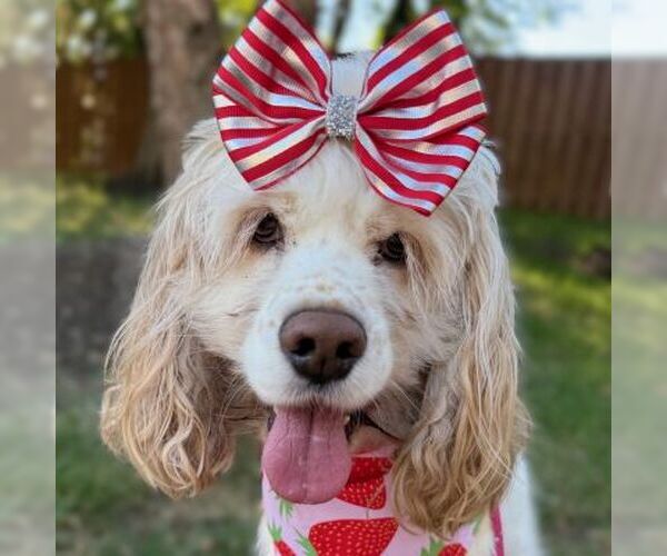 Medium Photo #1 Cocker Spaniel Puppy For Sale in Arlington, VA, USA
