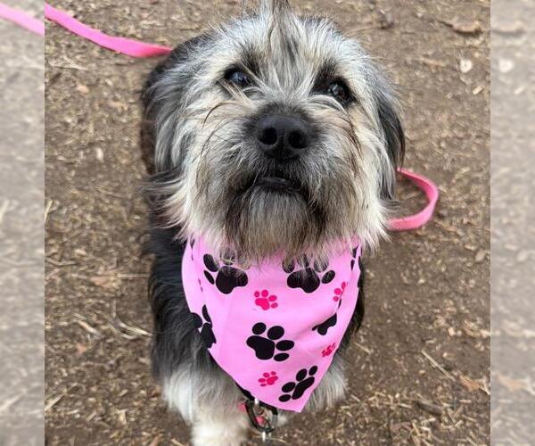 Medium Photo #1 Mutt Puppy For Sale in San Antonio, TX, USA