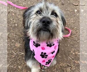 Mutt Dogs for adoption in San Antonio, TX, USA