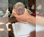 Small Photo #11 English Bulldog Puppy For Sale in OZARK, AL, USA