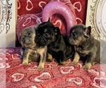 Small Photo #5 French Bulldog Puppy For Sale in REDMOND, WA, USA