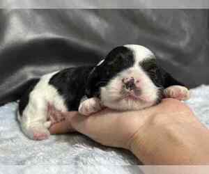 Cavapoo Puppy for sale in CAMPBELLSVILLE, KY, USA