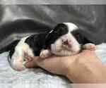 Image preview for Ad Listing. Nickname: Oreo
