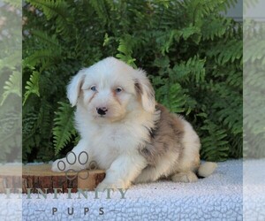 Aussiedoodle Miniature  Puppy for sale in NARVON, PA, USA