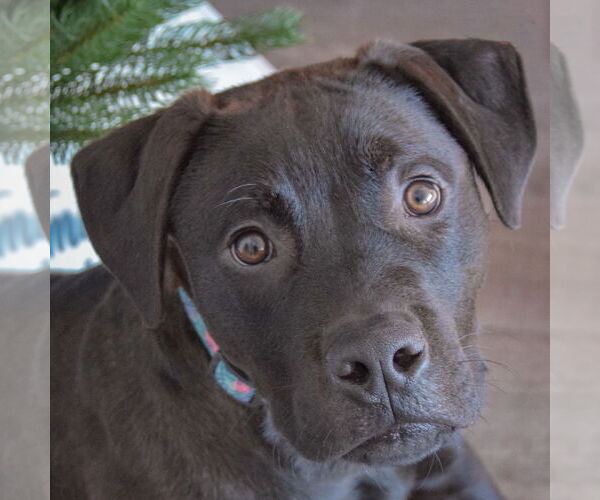 Medium Photo #1 American Staffordshire Terrier-Unknown Mix Puppy For Sale in Huntley, IL, USA