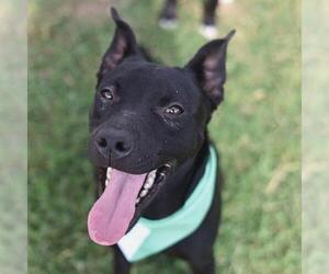 American Staffordshire Terrier-Unknown Mix Dogs for adoption in San Antonio, TX, USA