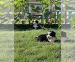 Small Photo #15 Bernedoodle (Miniature) Puppy For Sale in SOUTH ORANGE, NJ, USA