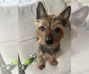 Mutt Dogs for adoption in Allentown,, PA, USA