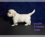 Small Photo #11 Golden Retriever Puppy For Sale in ROMULUS, MI, USA