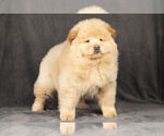 Small Photo #7 Chow Chow Puppy For Sale in NAPPANEE, IN, USA