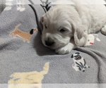 Small Photo #5 English Cream Golden Retriever Puppy For Sale in FOWLERVILLE, MI, USA