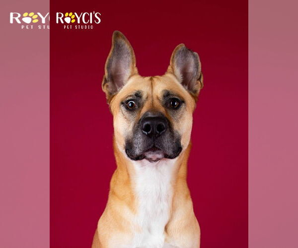 Medium Photo #6 German Shepherd Dog-Unknown Mix Puppy For Sale in Sandy, UT, USA