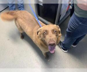 Labrador Retriever Dogs for adoption in Bakersfield, CA, USA
