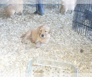 Golden Retriever Puppy for sale in GLIDE, OR, USA