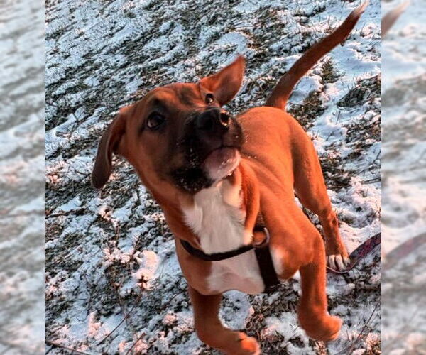 Medium Photo #2 Boxer-Unknown Mix Puppy For Sale in Sheboygan, WI, USA