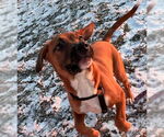 Small #1 Boxer Mix