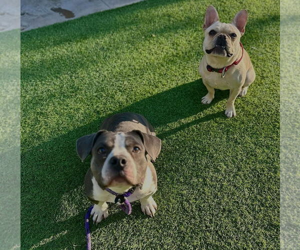 Medium Photo #5 Beabull Puppy For Sale in Las Vegas, NV, USA