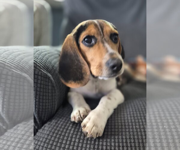 Medium Photo #6 Beagle Puppy For Sale in Dunnellon, FL, USA