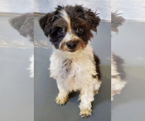 ShihPoo Dogs for adoption in Santa Clarita, CA, USA