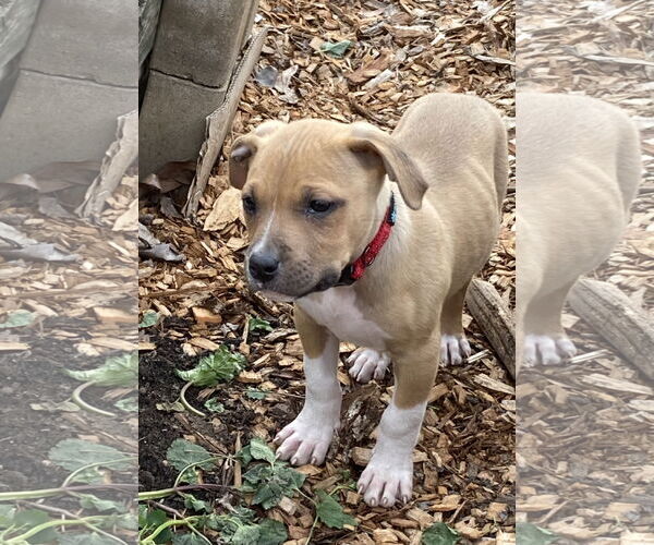 Medium Photo #2 Staffordshire Bull Terrier-Unknown Mix Puppy For Sale in Kannapolis, NC, USA