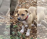 Small #1 Staffordshire Bull Terrier Mix