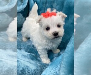 Maltese Puppy for sale in SAINT AUGUSTINE, FL, USA