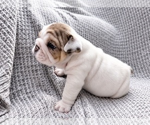 Bulldog Puppy for sale in HUTCHINSON, KS, USA