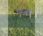 Small Photo #3 Mastiff Puppy For Sale in HOUSTON, TX, USA