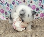 Small Photo #13 Border Collie Puppy For Sale in BLAKESBURG, IA, USA