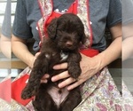 Small Photo #10 Goldendoodle Puppy For Sale in TERRY, MS, USA