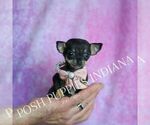 Small Photo #11 Chihuahua Puppy For Sale in WARSAW, IN, USA