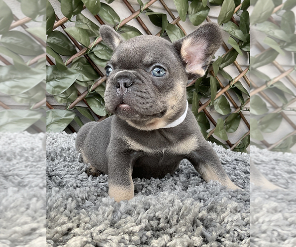 Full screen Photo #3 French Bulldog Puppy For Sale in LEHIGH ACRES, FL, USA