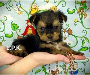 Yorkshire Terrier Puppy for sale in WINNSBORO, LA, USA