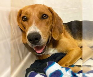 Treeing Walker Coonhound-Unknown Mix Dogs for adoption in Caribou, ME, USA