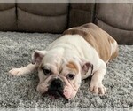 Small Photo #1 English Bulldog Puppy For Sale in COLUMBUS JUNCTION, IA, USA