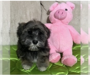 Havanese Puppy for sale in LIVONIA, MI, USA